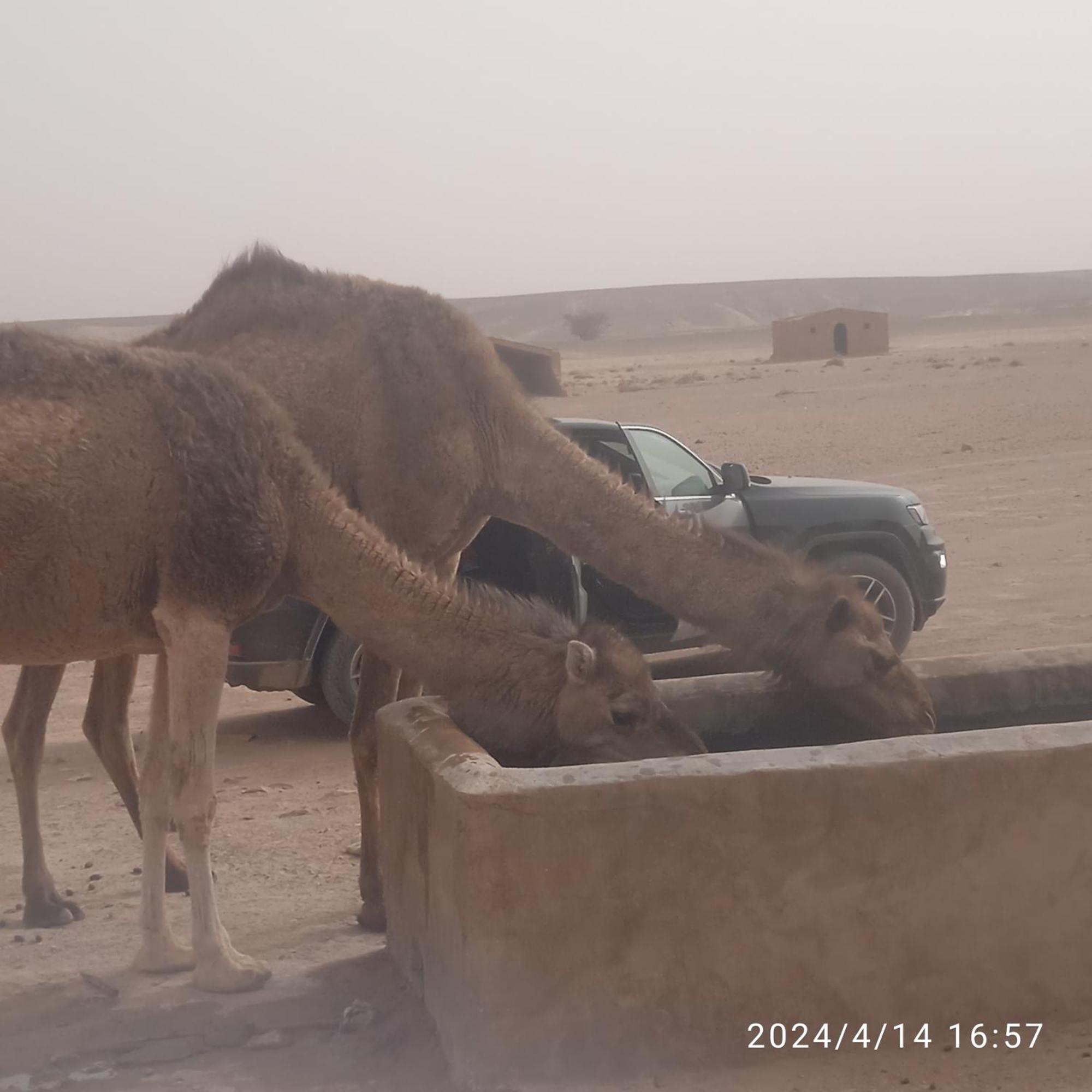 Chegaga Berber Camps Hotel M'Hamid Buitenkant foto