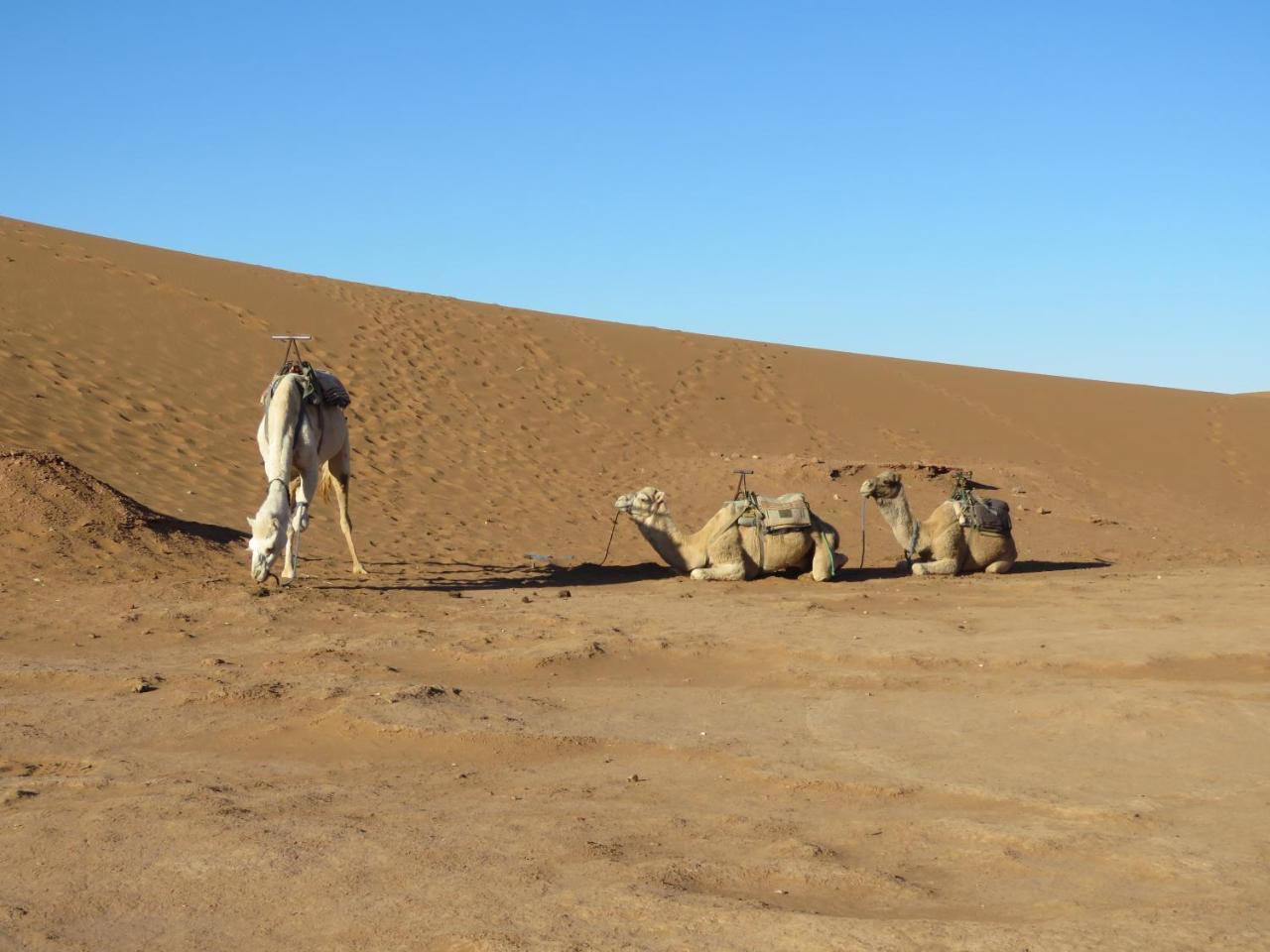 Chegaga Berber Camps Hotel M'Hamid Buitenkant foto